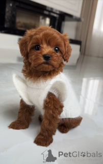 Photo №1. maltese dog - for sale in the city of Augsburg | 1239$ | Announcement № 163964