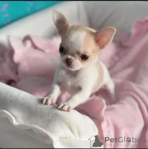 Photo №3. Hey everyone! Ivy here  I have been daydreaming about getting adopted into a. Germany