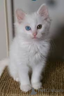 Photo №2 to announcement № 163808 for the sale of turkish angora - buy in Austria private announcement, breeder