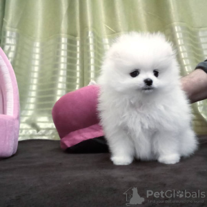 Photo №2 to announcement № 119502 for the sale of pomeranian - buy in Germany private announcement