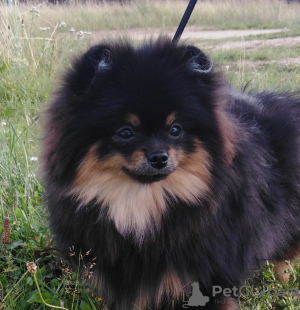 Photo №1. german spitz - for sale in the city of Москва | 1174$ | Announcement № 7373