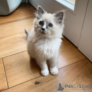 Photo №1. ragdoll - for sale in the city of Gmina Biskupiec | negotiated | Announcement № 41880