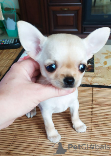 Photo №2 to announcement № 104171 for the sale of chihuahua - buy in United States private announcement