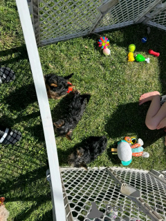 Photo №1. yorkshire terrier - for sale in the city of Berlin | 753$ | Announcement № 138877