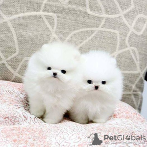 Photo №1. pomeranian - for sale in the city of Grevena | 370$ | Announcement № 65044