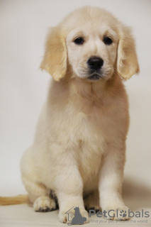 Photo №2 to announcement № 17897 for the sale of golden retriever - buy in Ukraine from nursery, breeder