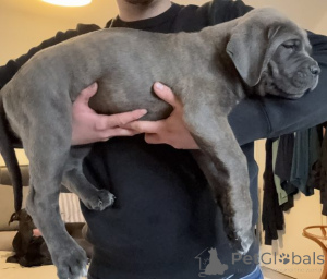Photo №1. cane corso - for sale in the city of ParañQue | negotiated | Announcement № 159843