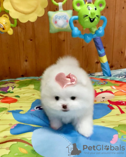 Photo №2 to announcement № 133856 for the sale of pomeranian - buy in Austria private announcement