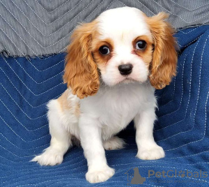 Photo №2 to announcement № 98639 for the sale of cavalier king charles spaniel - buy in Greece 