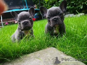 Photo №1. french bulldog - for sale in the city of Melbourne | Is free | Announcement № 8472
