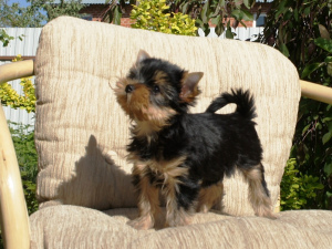 Photo №1. yorkshire terrier - for sale in the city of Stupino | 201$ | Announcement № 2648
