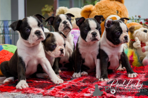 Photo №4. I will sell boston terrier in the city of Lviv. from nursery - price - 941$
