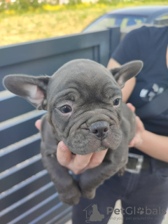 Additional photos: french bulldog puppies for sale