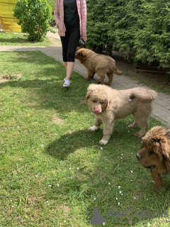 Photo №4. I will sell tibetan mastiff in the city of Minsk. private announcement - price - 1194$