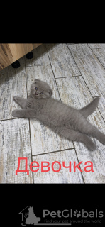 Photo №2 to announcement № 57072 for the sale of scottish fold - buy in Russian Federation private announcement