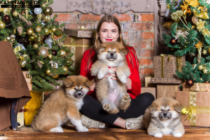 Photo №4. I will sell akita in the city of Chelyabinsk. from nursery, breeder - price - 335$