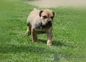 Photo №4. I will sell boerboel in the city of Belgrade. breeder - price - negotiated