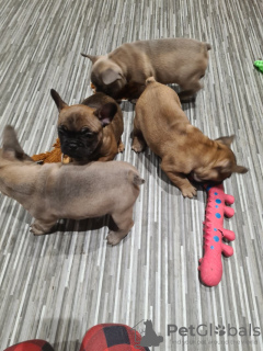 Photo №1. french bulldog - for sale in the city of Tampa | 500$ | Announcement № 101284