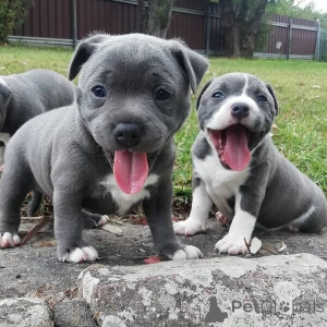 Photo №1. staffordshire bull terrier - for sale in the city of Antwerp | negotiated | Announcement № 169662