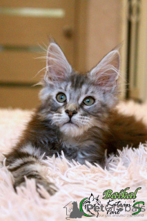Photo №2 to announcement № 17580 for the sale of maine coon - buy in Russian Federation private announcement, from nursery, breeder