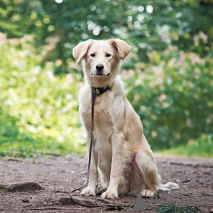 Photo №2 to announcement № 151941 for the sale of non-pedigree dogs - buy in Russian Federation private announcement