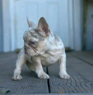 Photo №4. I will sell  in the city of East Texas.  - price - Is free