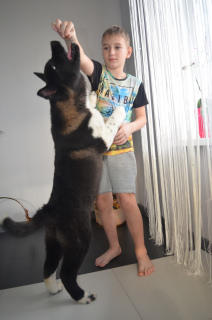 Photo №2 to announcement № 4804 for the sale of american akita - buy in Belarus from nursery