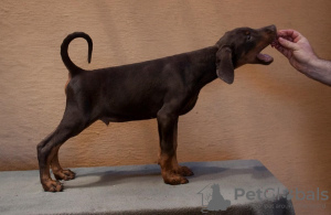 Additional photos: Doberman puppies