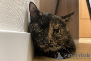 Additional photos: Tortoiseshell cat Cinnamon is looking for a home and a loving family!