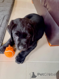 Photo №3. Wunderschöne Labrador-Retriever-Welpen suchen ein liebevolles neues Zuhause. Germany