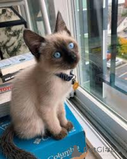 Photo №3. Adorables chatons siamois disponibles à l'adoption.. Finland