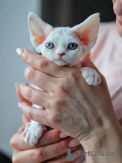 Photo №4. I will sell devon rex in the city of Munich. private announcement - price - negotiated
