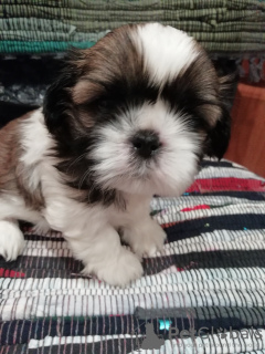 Photo №4. I will sell lhasa apso, shih tzu in the city of Daugavpils. private announcement, from nursery, breeder - price - 634$