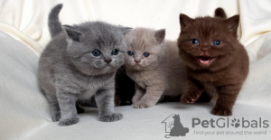 Photo №2 to announcement № 133111 for the sale of american shorthair - buy in Algeria private announcement
