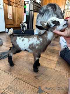 Photo №2 to announcement № 161734 for the sale of  - buy in United States 