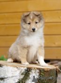 Photo №4. I will sell shetland sheepdog in the city of Vladivostok. from nursery, breeder - price - 781$