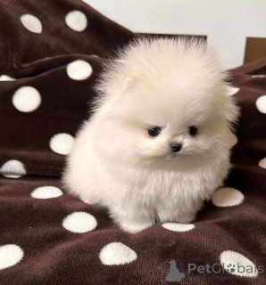 Photo №4. I will sell  in the city of Warsaw.  - price - Is free