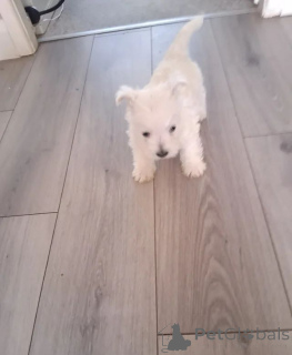Photo №2 to announcement № 166522 for the sale of west highland white terrier - buy in United Kingdom 