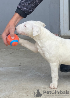 Photo №4. I will sell bull terrier in the city of Бачка-Паланка. breeder - price - negotiated