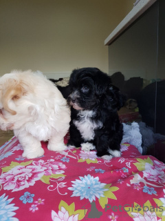 Photo №4. I will sell havanese dog in the city of Eindhoven. private announcement - price - 444$