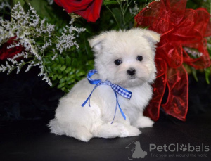 Photo №2 to announcement № 58273 for the sale of maltese dog - buy in Malta 