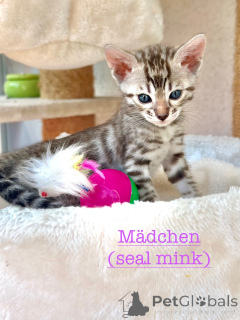 Photo №3. Beautiful Bengalkitten in rare colors. Germany
