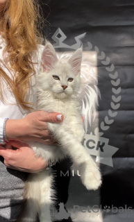 Photo №3. Alfa. United States