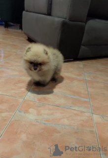 Photo №4. I will sell pomeranian in the city of Belgrade.  - price - negotiated