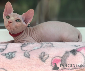 Photo №2 to announcement № 36789 for the sale of sphynx cat - buy in Russian Federation private announcement