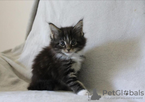 Photo №1. maine coon - for sale in the city of Melun | Is free | Announcement № 111060