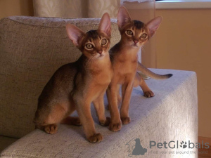 Photo №2 to announcement № 10327 for the sale of abyssinian cat - buy in Belarus breeder