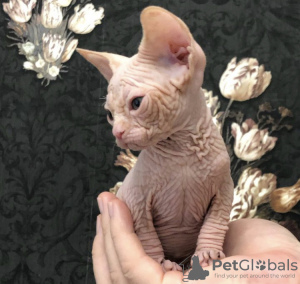 Photo №1. sphynx cat - for sale in the city of Brownsville | 420$ | Announcement № 84372