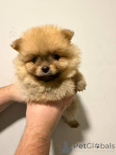 Photo №2 to announcement № 159073 for the sale of pomeranian - buy in Serbia 