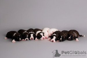 Photo №2 to announcement № 126750 for the sale of american staffordshire terrier - buy in Croatia 